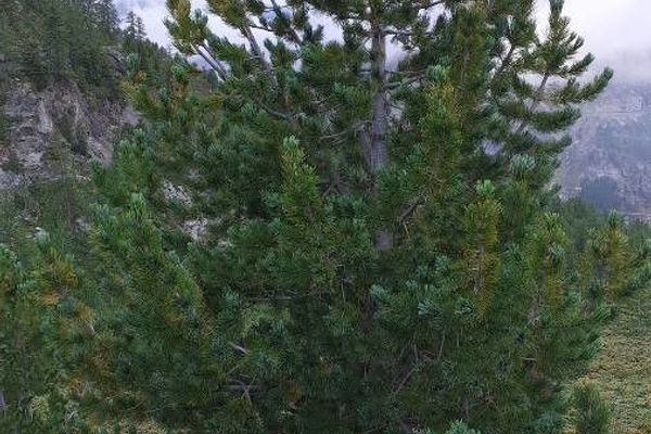 Arolla pine