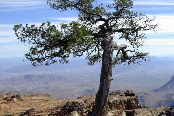 Pinyon pine