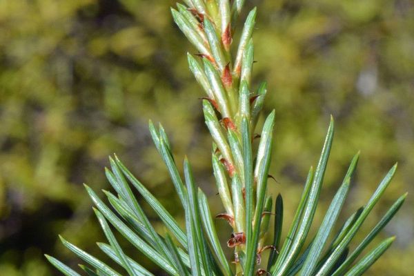 Lodgepole pine