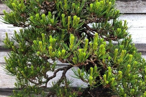 Japanese pine