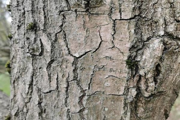 Arkansas pine