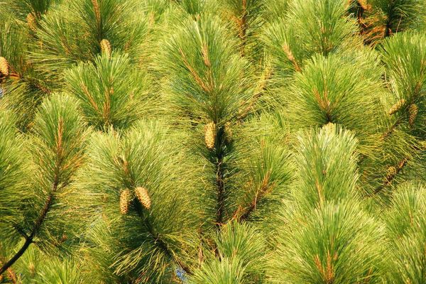 Longleaf pitch pine
