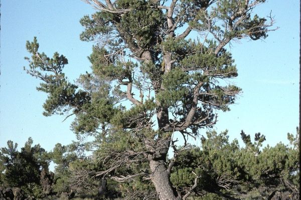Limber pine