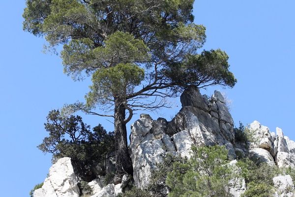 Jerusalem pine