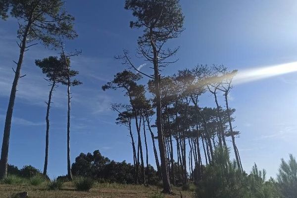 Sugar pine
