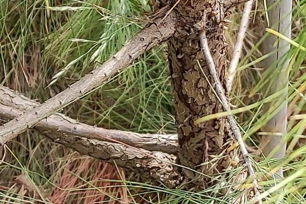 Chihuahuan pine