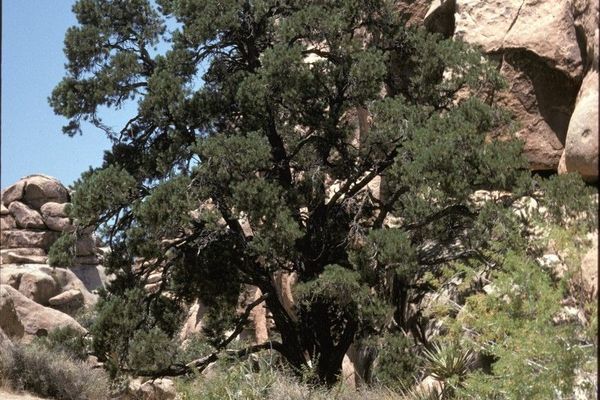 Singleleaf pinyon pine