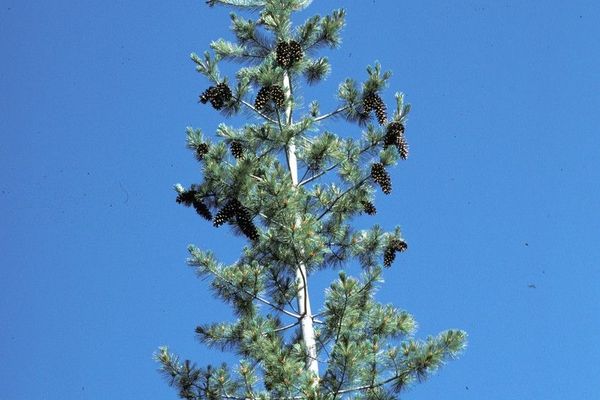 California mountain pine