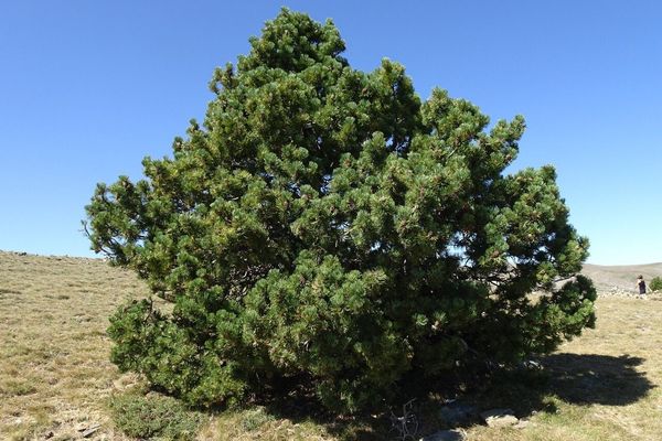 Dwarf mountain pine