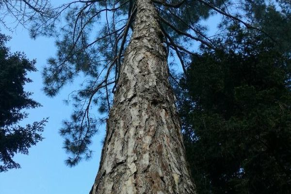 Australian pine