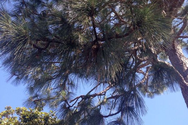 Longleaf pine