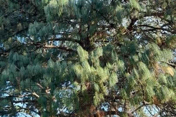 Jelecote pine