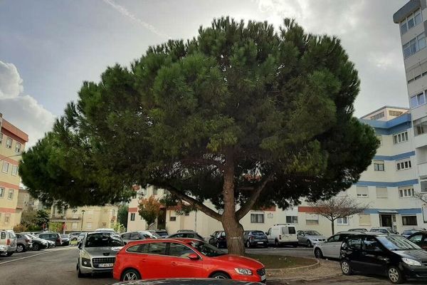 Umbrella pine