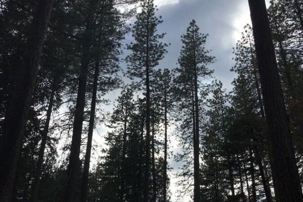 Ponderosa pine