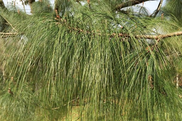 Smoothbark mexican pine