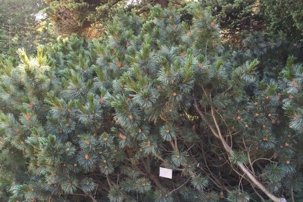 Japanese stone pine