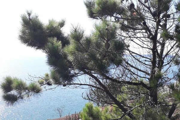 Insignis pine
