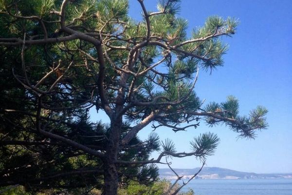 Northern pitch pine