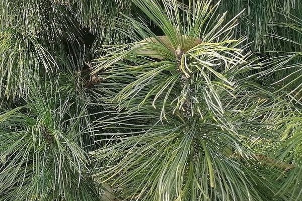 Siberian pine