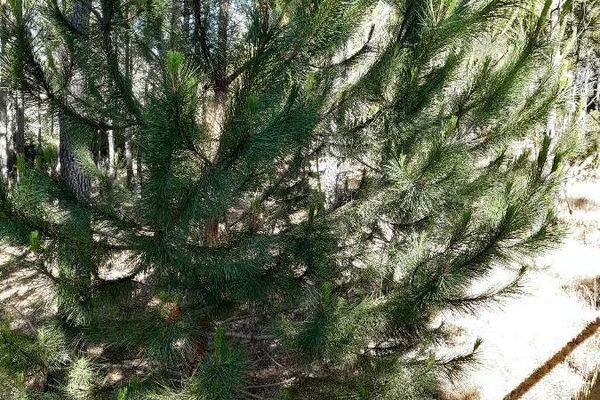 Weymouth pine