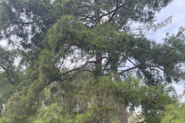 Loblolly pine