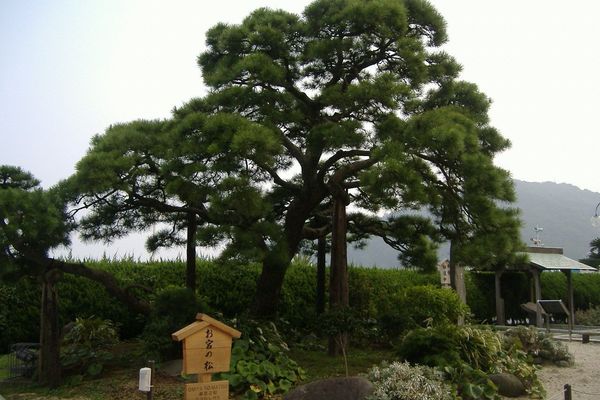 Black pine