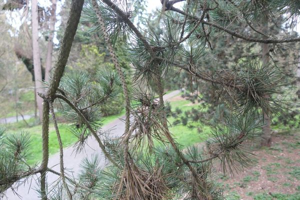 Mountain pine