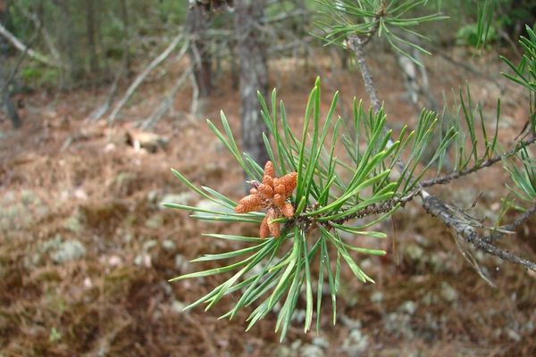Scrub pine