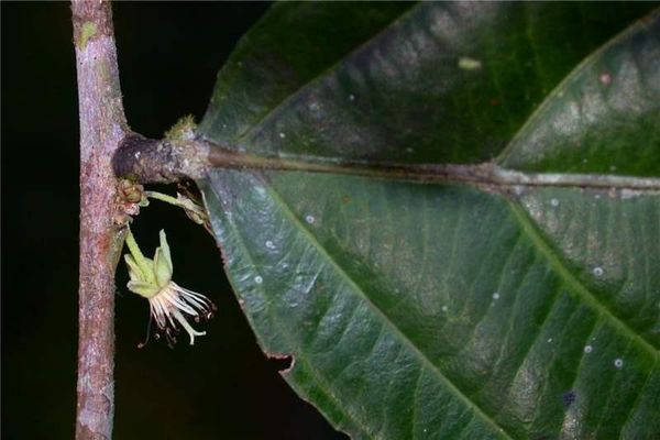 Piparea multiflora
