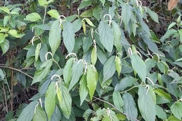 Pepper-elder