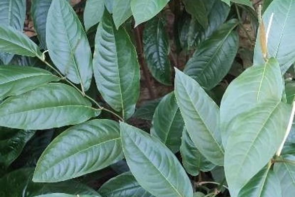 Piper arboreum