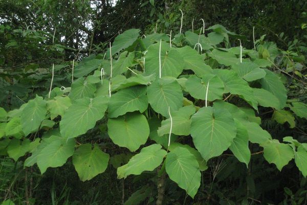 Ear-leaf pepper