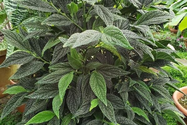 Jamaican pepper