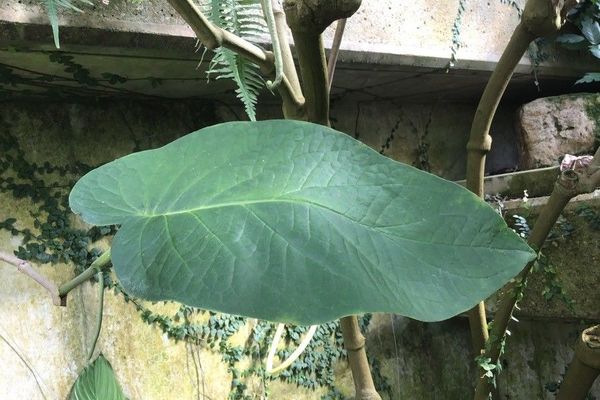 Piper obliquum