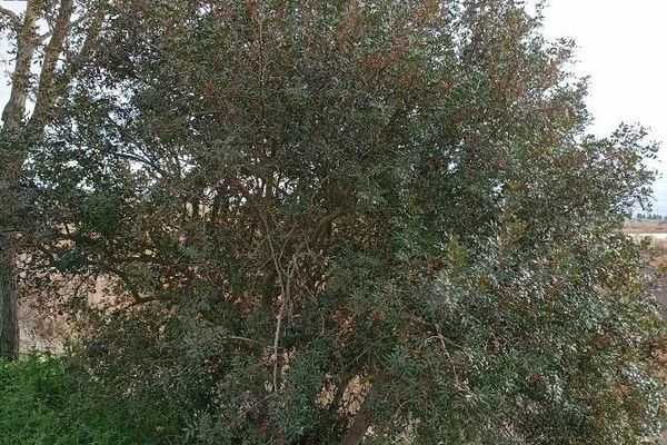 Chios mastictree