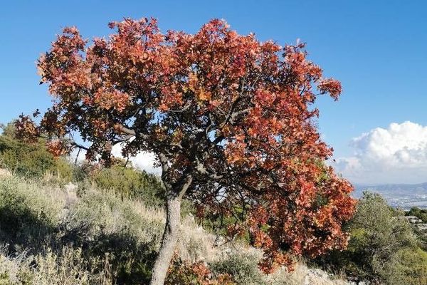 Cyprus-turpentine