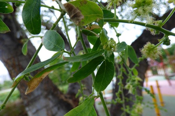 Manila-tamarind