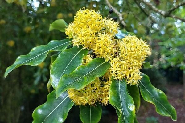 Lemonwood