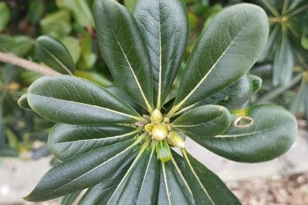 Australian-laurel