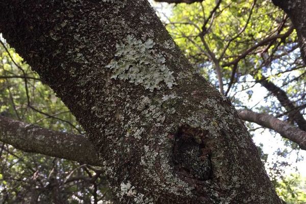 Cape pittosporum