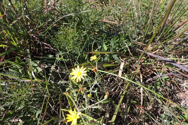 Grass-leaf golden-aster