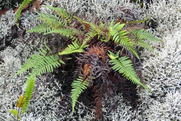 Dixie silverback fern
