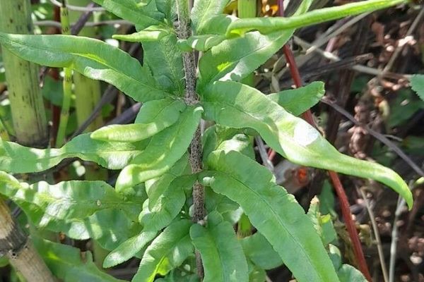 Threeleaf goldback fern