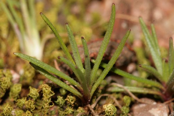 African plantain
