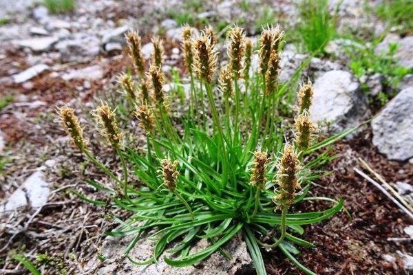 Alpine plantain