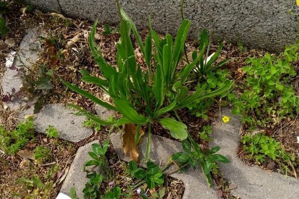Silver plantain