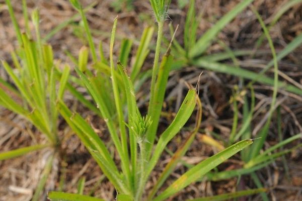 Bracted plantain