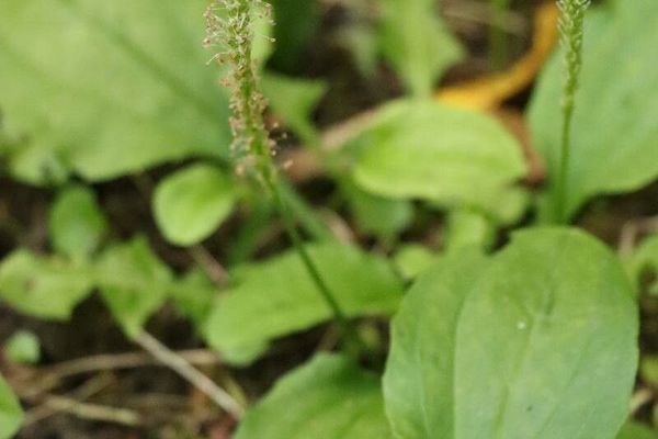 Psyllium