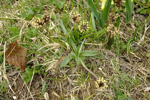 Dark plantain