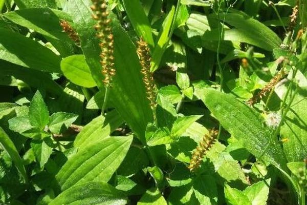 Mexican plantain